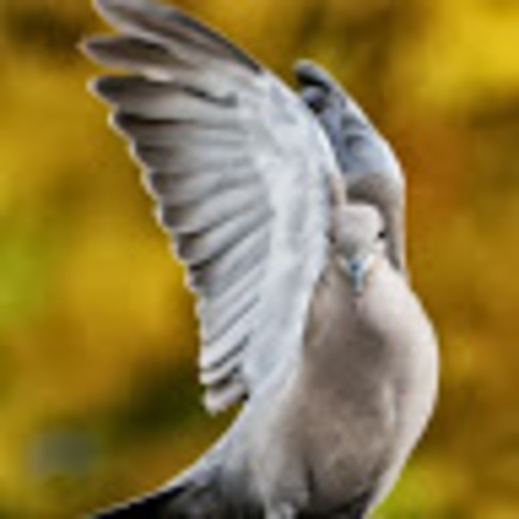 Meet your Posher, E - Picture 1 of 1